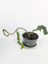 Epiphyllum Guatemalense Monstrosa "Curly Orchid Cactus" Live Plant 4 Inch Pot