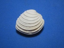 Placamen isabellina Philippi, 1849 "TERRACE CLAM"  (30.2mm)