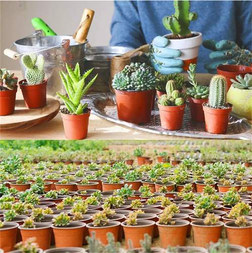 100/200Pcs Small Nursery Pots Plastic Flower Pot: Plant Seeding Pots for Garden - Picture 2 of 22
