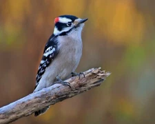 Art Photograph 8x10 Male Downy Woodpecker Bird  Artist Signed
