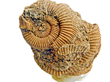 F1739 Lias Stage Dactylioceras Schlaifhausen Skamieniałości Skamieniałości Amonity Grzebień