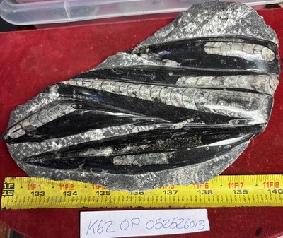   Nice Orthoceras Plate 5  X 8  Polished Devonian Fossils 2 Pounds 4 Ounces
