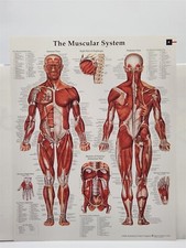 The Muscular System Anatomy Chart Glossy NOS c.2005 Clean Unused