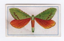 Allen’s Confectionery - Butterflies and Moths. #45