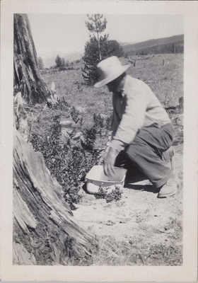 #ad 1960 Photo Showing Man Kneeling By Tree Panning Dirt In Meadow $14.99