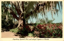 Florida, Winter Park, Spanish Moss, Azaleas, Scenic Drive, Postcard