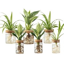 Plant Propagation Station,Hydroponic Glass Container Vase 2 Sizes Planter Pro...