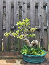 Ficus Retusa Bonsai 35 Years Old ID: B698