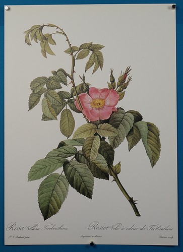 P.J. Redoute Roses "Rosa Villosa Terebenthina" Published by Wellfleet Press 