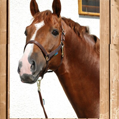 Bucas Halfter Dublin, Bucas Stallhalfter, weiches stabiles Halfter, brown, Pony