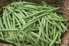 Provider Bush Green Bean Seeds, NON-GMO, Stringless, High Yields, FREE SHIPPING