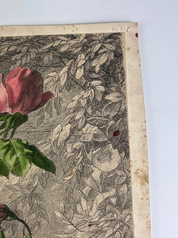 Ed. Muller. Garden Roses & Morning Glory Colored chalk lithograph Lemercier 1872 - Bild 4 von 4