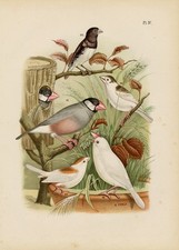 Antique Print-Exotic bird-Sparrow-Finch-Silverbill-Munia-Pl.4-t'Felt-Nuyens-1886