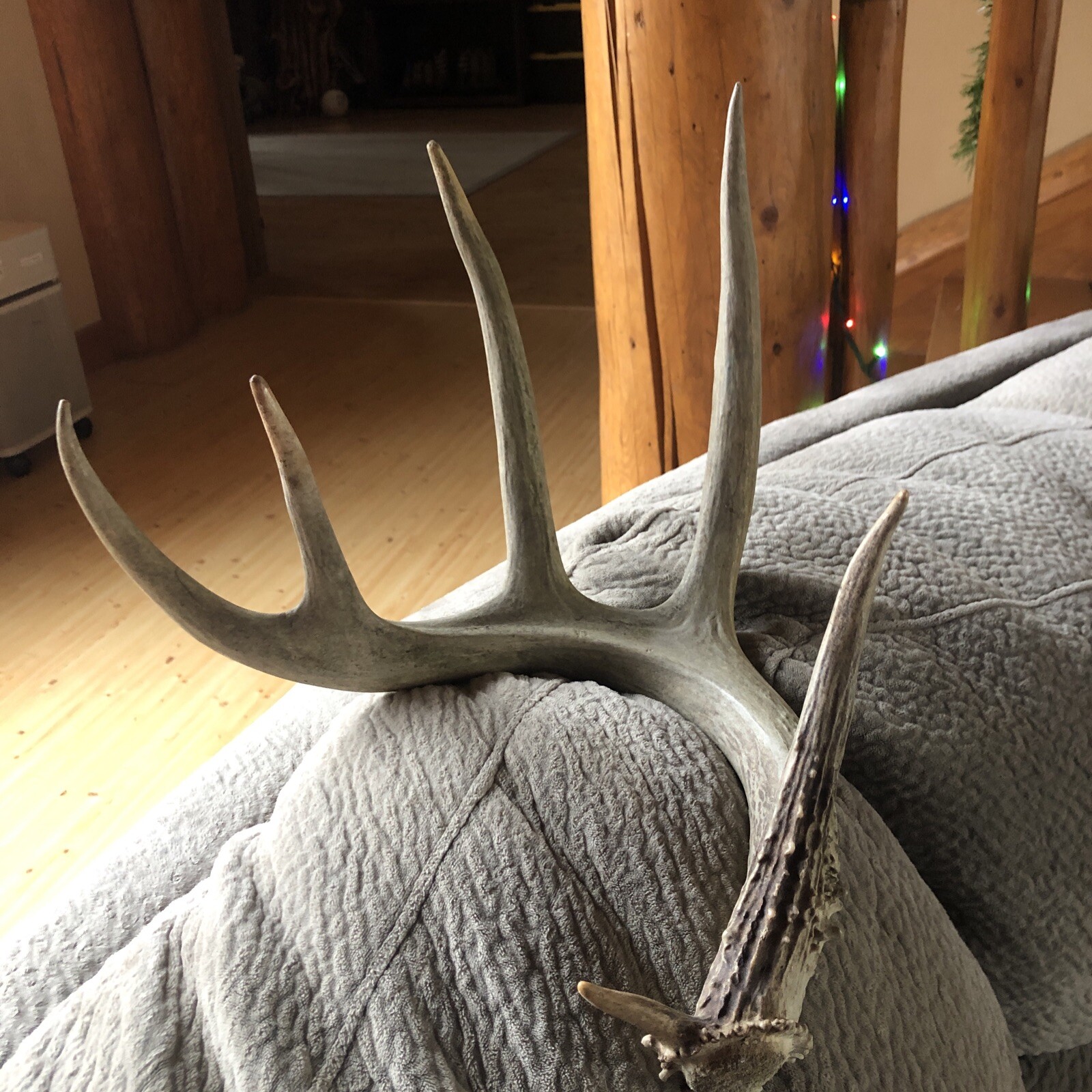 ANTLERS WHITETAIL DEER 6PT WILD BIG SHED!HORNDECORKNIFEDOGCHEWMOOSEELKLOT eBay