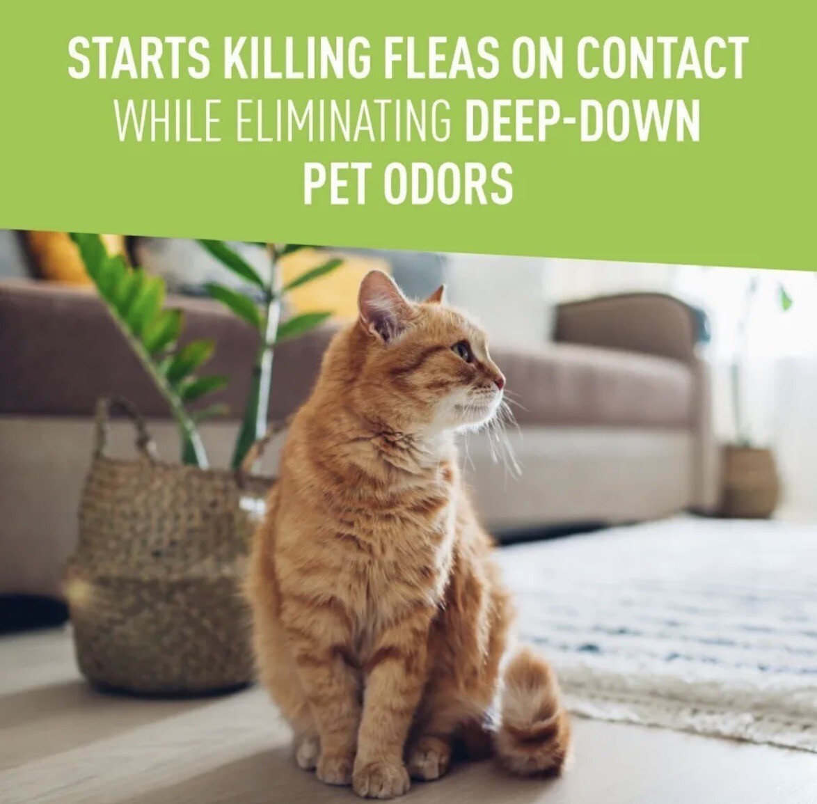 Adams Carpet Powder with Linalool and Nylar 16 oz eBay