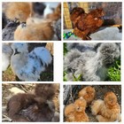 12+Silkie Hatching Eggs Bbs,mottled, Choc,paint,buff,red,part, bc,lav Npip Cert