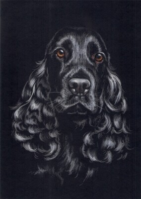 Black  Cocker  Spaniel ***   A4  LIMITED   PRINT #  51