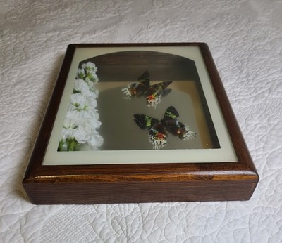 Rare Vintage Framed Madagascan Sunset Moth Shadowbox Display Oddity Taxidermy