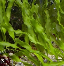 Live Caulerpa Prolifera 3” Frag MacroAlgae Reef Refugium Saltwater