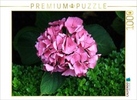 Calvendo Puzzle Hydrangea With Boxwood | 1000 Pieces, Finished Size 25.2 × 18.9