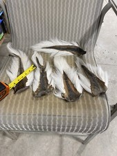 5 Deer Tails. Clean. 