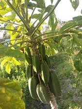 1 Mountain Papaya Babaco Starter Plug Bare Root Vasconcellea × heilbornii