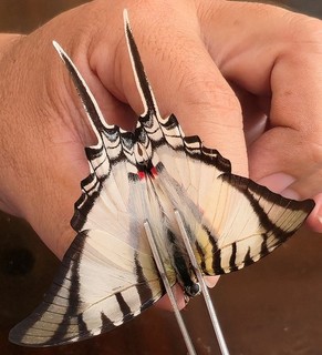276 Papilionidae