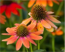 1 x Echinacea purpurea