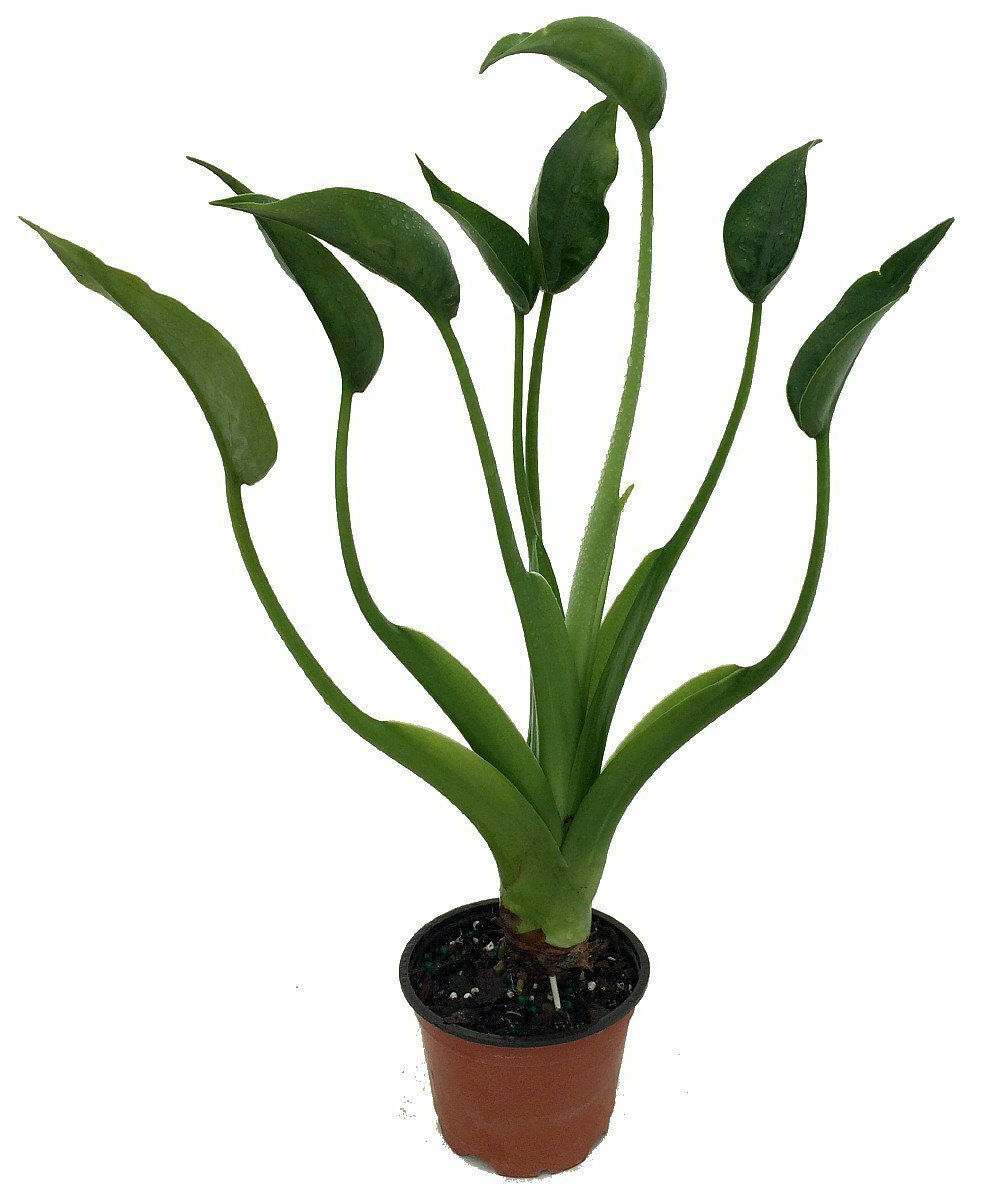 english ivy planting The Snobby Leaf | English Ivy Green California - 3 inch Pot main image 0
