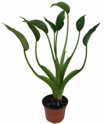 golden pothos with white Buy Golden Pothos Online - Epipremnum aureum 'Golden'