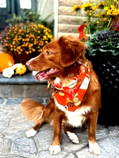 Dog Bandana And Toy Bundle