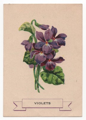 1920s Violets Flower Trading Card Weber Bread D35? Like Cigarette Silk S49