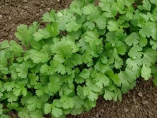 100+Cilantro/Coriander Leaves Chinese parsley seeds Mexican parsley USA