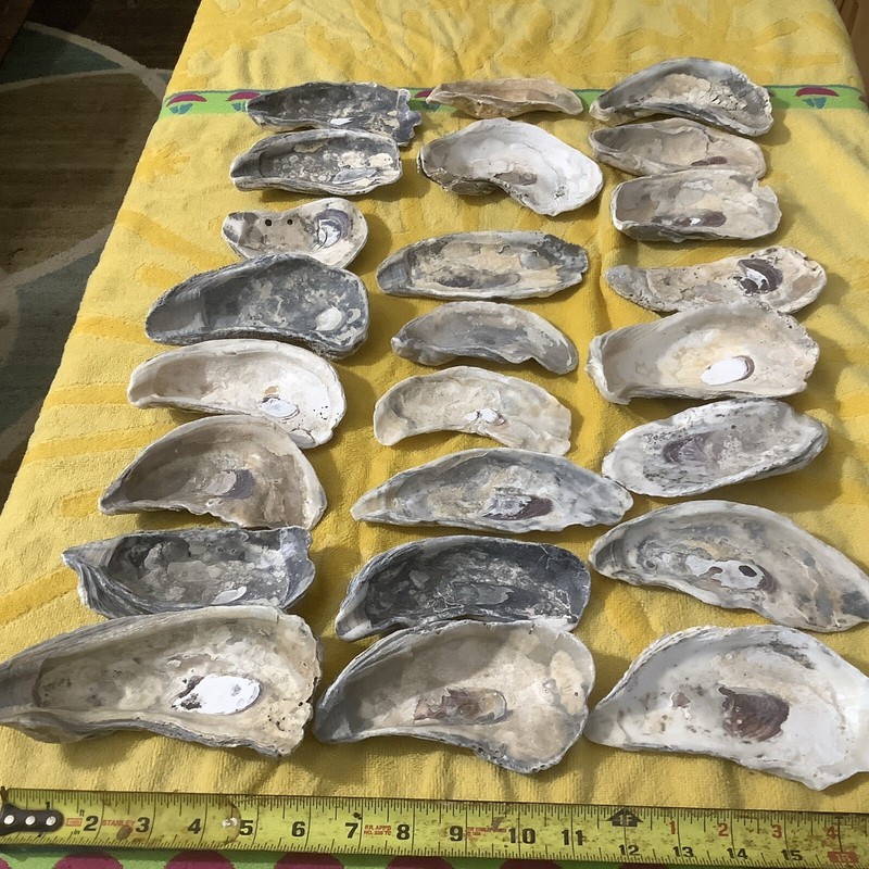 Lot of 24  Large Atlantic Oyster Shells 4 1/4  To 7 Inch Long Craft Art Collect￼
