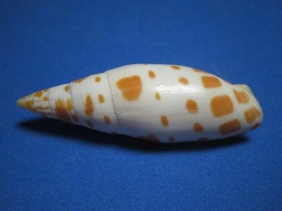 Mitra mitra Linnaeus,1758 ''A UNIQUE REPRESENTATIVE!''  (62.3mm)