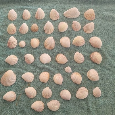 Lot of 41  Clam Scallop Sea Shells Sizes 1'' to 2.5''  Crafting Jewelry  Beach