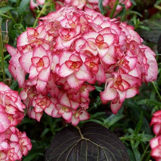 Hortensia Miss Saori pour fleurir facilement un jardin ombragé