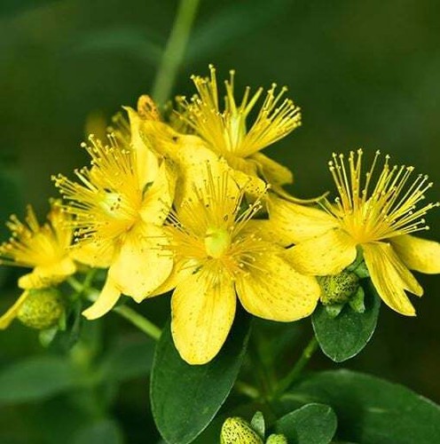 St John's Wort - Seeds - Medicinal Herb Seeds - Non Gmo - Heirloom Seeds
