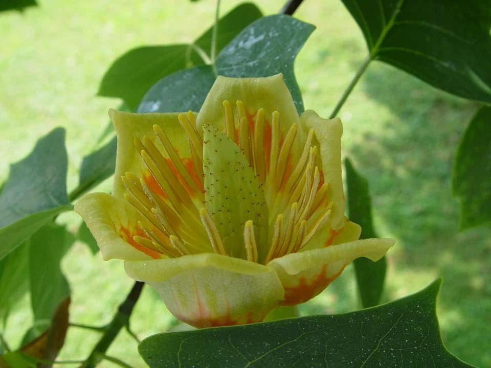 Liriodendron tulipifera 25 Seeds - Tulip Tree - Image 2 of 4