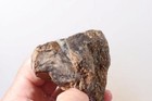 Eden Valley Petrified Wood 5 oz. Limb Cast rough w/ Fossil Algae end cut Lot Ed1 — photo 6