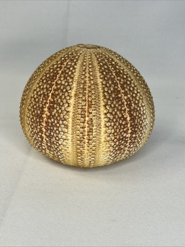 Real Red/Orange Sea Urchin Pomander Shell Taxidermy 3" x 5"