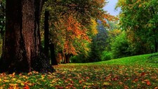 Landscape nature trees leaves fall branch forest field Custom Gaming Mat Desk