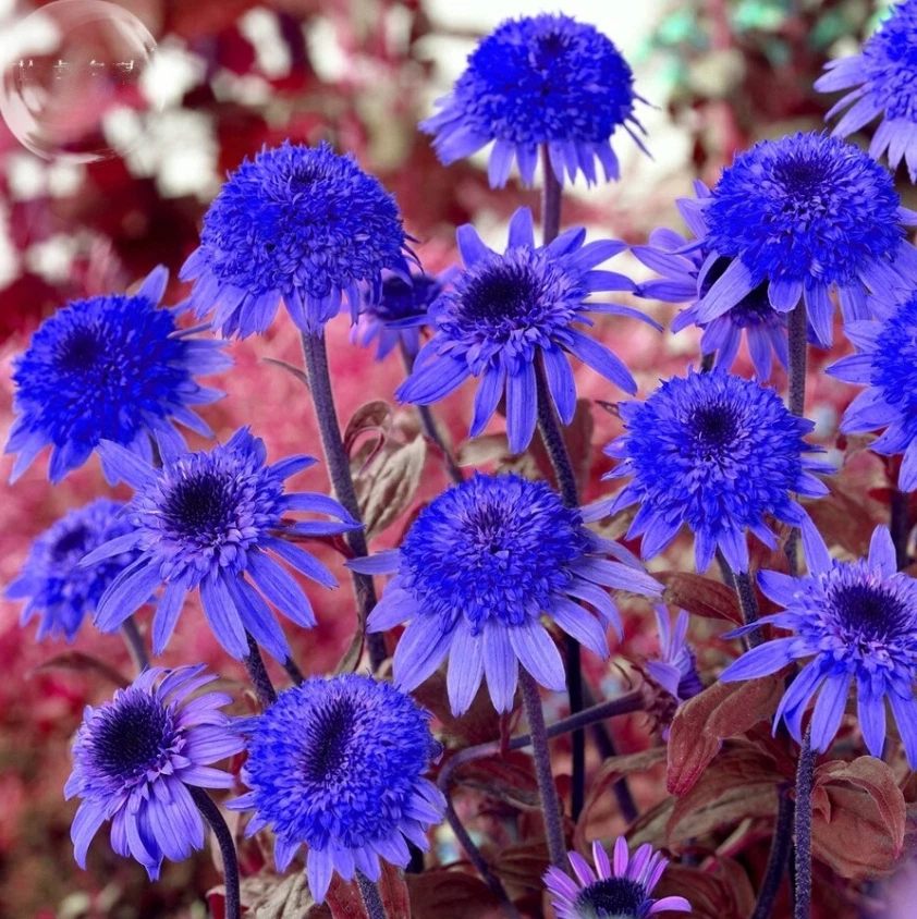 Image of Echinacea blue flowers
