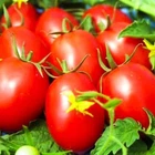 Seeds Tomato De-Barao Giant Red Vegatable NON-GMO Organic Ukraine