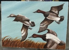 Canvas Backs In Flight 