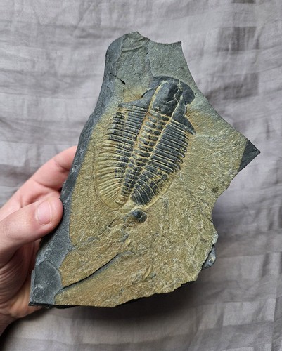 Ultra Rare Burgess Shale Ogygopsius Klotzi Trilobite Fossil Cambrian Canada