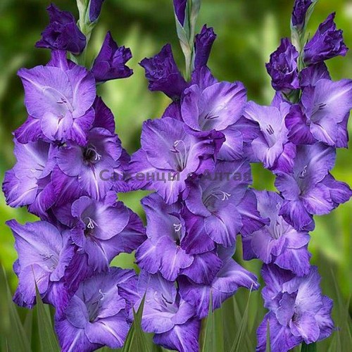 Seeds Gladiolus Flower Love Potted Plant Rare Blue Garden Plants Home