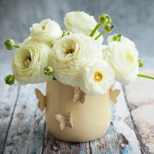Easy to Grow Bulbs Ranunculus Buttercup Bulbs