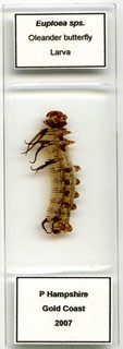 Vintage Microscope Slide by P. Hampshire from Australia Oleander Butterfly Larva