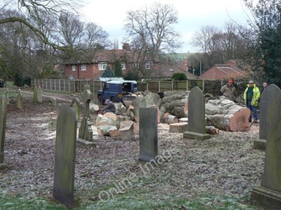 Foto 6x4 Baumfällung im Epperstone Kirchhof Diese gehaltvolle Buche tr c2009